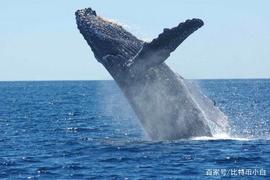 WEI:Weiss评级:过去60天内收集价值5.7亿美元的BTC-我们是否触底_比特币一天跌去4000美元