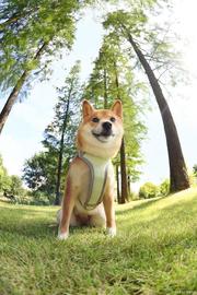 FLOKI:Floki Inu 在发布 Elon Musk 的推文后飙升 58.43%_FLOSHIDO
